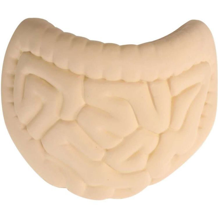 Picture of Intestines Shape Stress Reliever