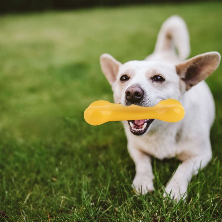 Picture of PVC Dog Bone