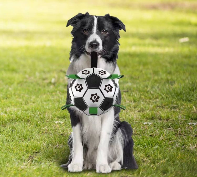 Picture of Dog Soccer Ball With Grab Tabs