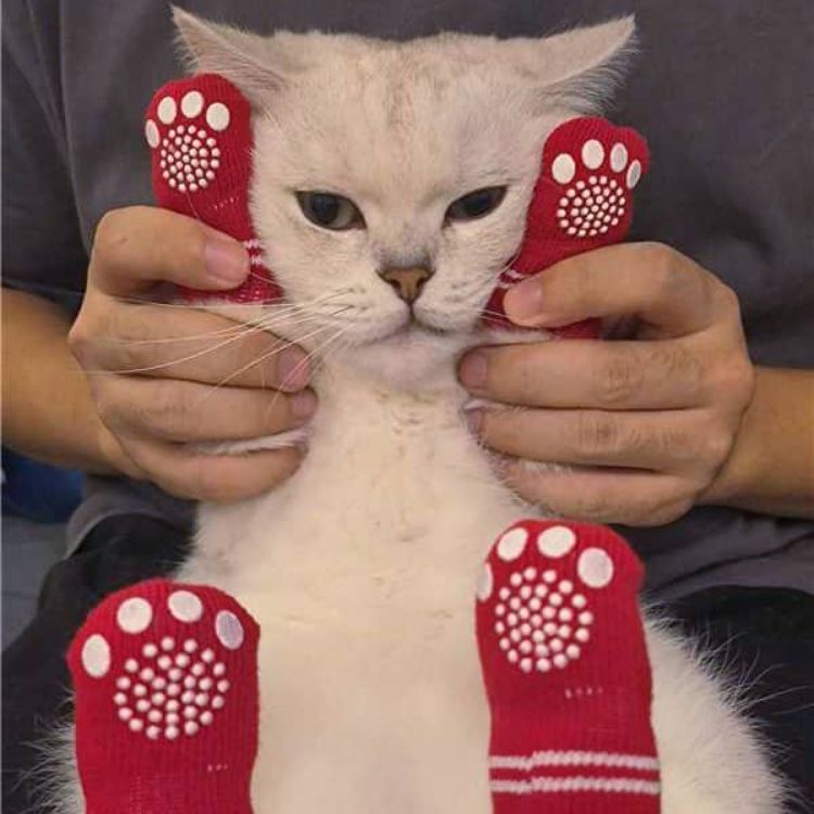 Picture of Pet Socks