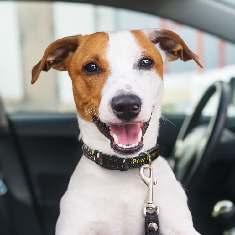 Picture of Amigo Dog Collar